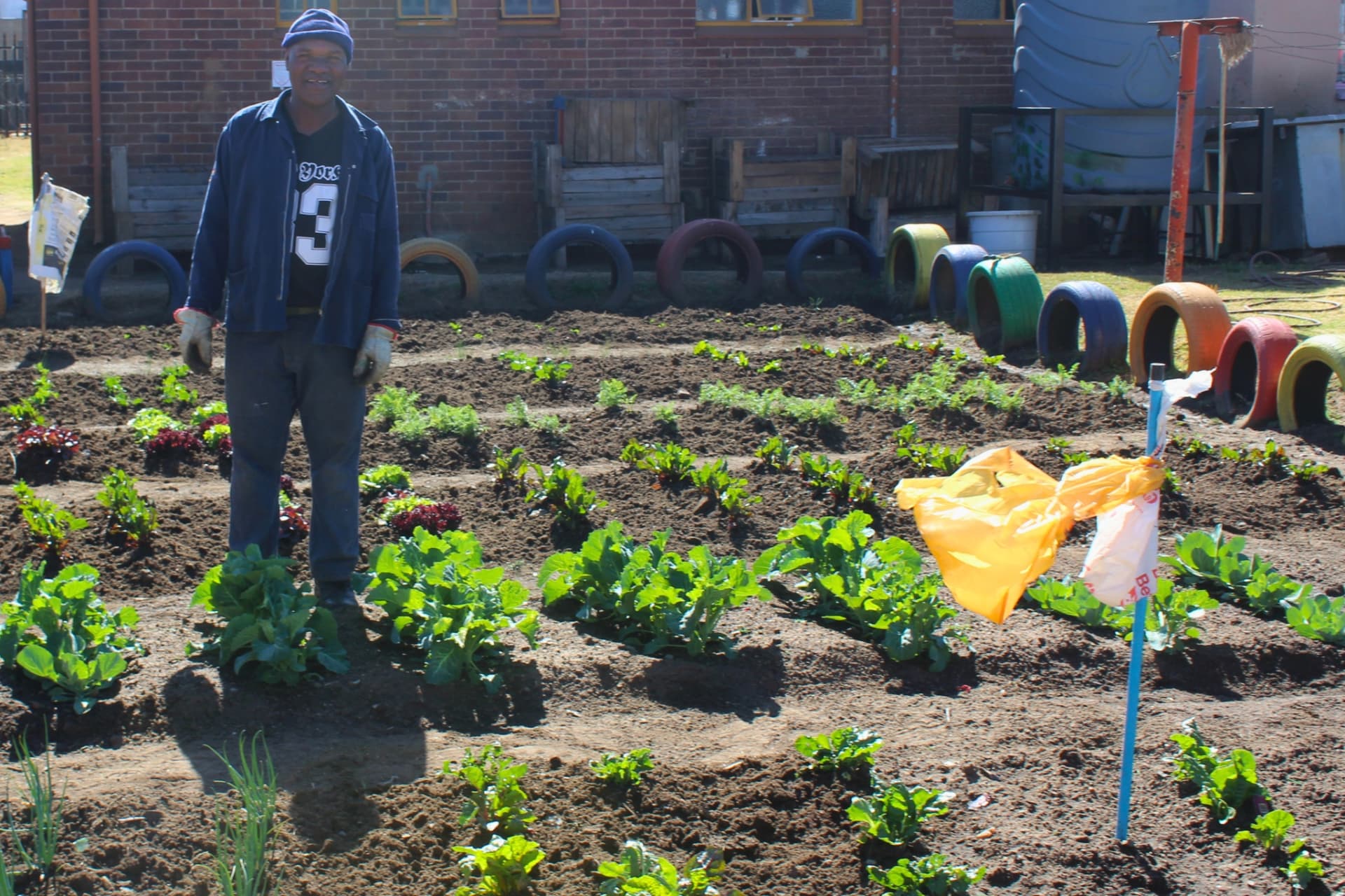 Rows of lettuce and spinach growing in the Matla Pre School vegetable garden