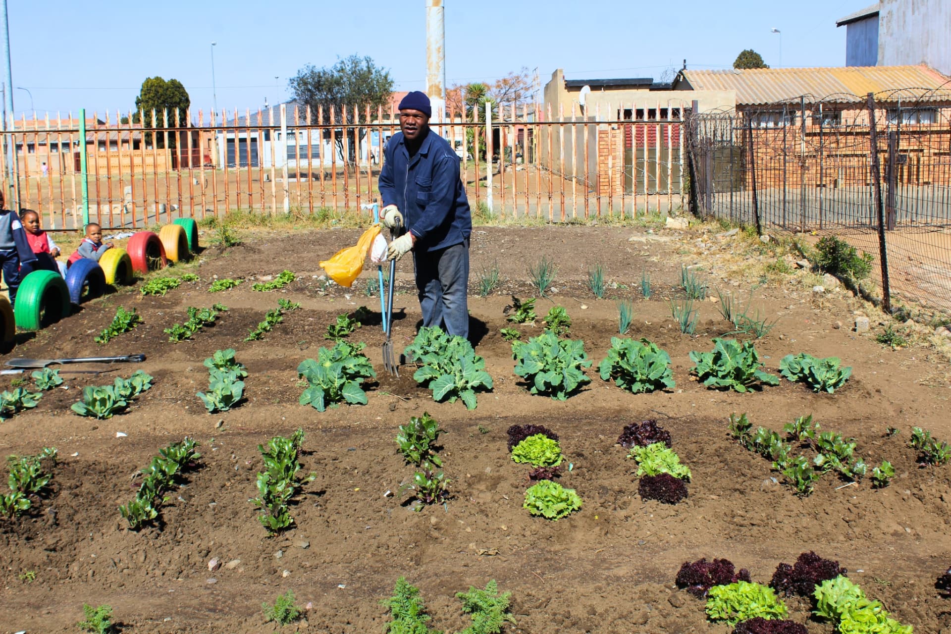 Groundsman turning the soil between rows of cabbage in the Matla Pre School food garden